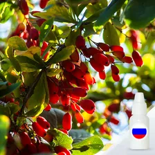 Барбарис — ароматизатор пищевой