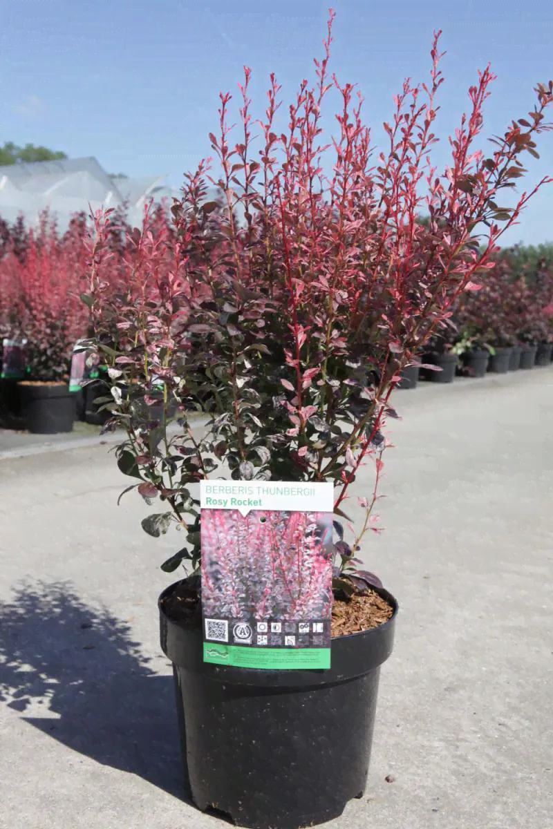 Барбарис Рози Рокет - Berberis thunbergii Rosy Rocket