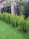 Барбарис тунберга Эректа - Berberis thunbergii Erecta D9 H20