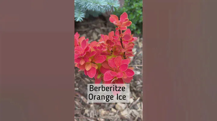 Невероятно красивый барбарис☘️ Berberitze Orange Ice #shortvideo