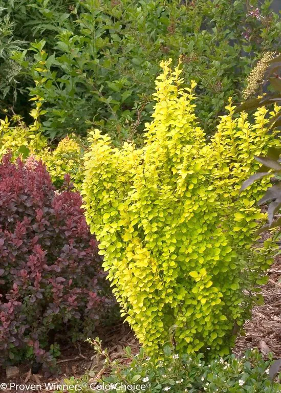 Барбарис Тунберга Голден Пиллар Berberis thunbergii Golden Pillar) 3л 20-25-0
