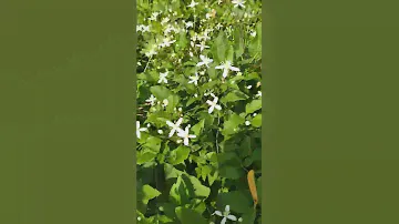 Клематис маньчжурский зацвёл!