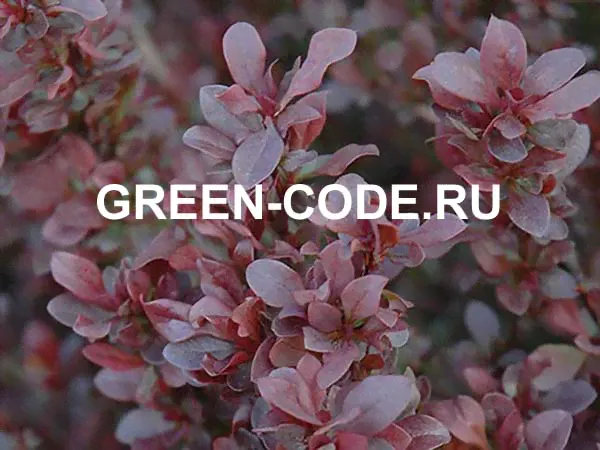 Барбарис тунберга Red Dream 30–40см 3л