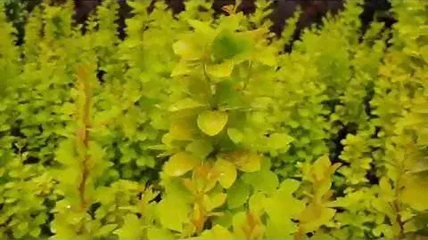 Барбарис Тунберга Мария