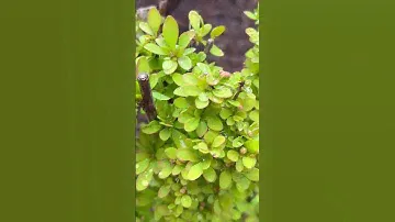 BERBERIS THUNBERGII “SUMMER SUNSET”. 13.04.23 #berberis #барбарис