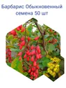 Барбарис Обыкновенный семена 50 шт