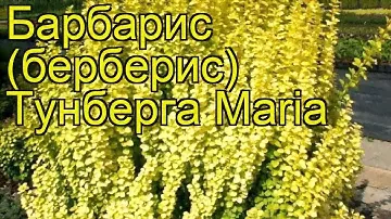 Барбарис тунберга Мария. Краткий обзор, описание характеристик, где купить саженцы