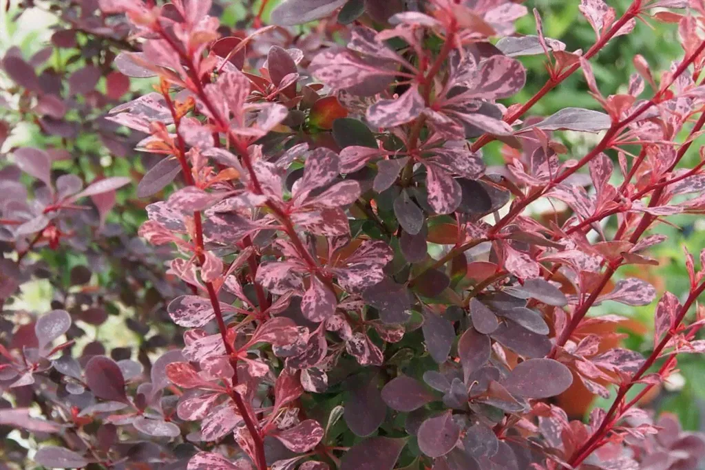 Барбарис Тунберга Роуз Глоу (Berberis thunbergii Rose Glow) С2