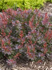 Барбарис Тунберга (Berberis thunbergii) “Cabernet”