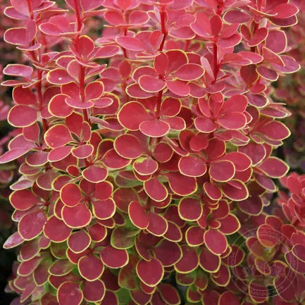 Барбарис Тунберга Оранж Санрайз (Berberis thunbergii Orange Sunrise)