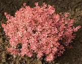 БАРБАРИС ИНСПИРЕЙШН (9C2) ТУНБЕРГА