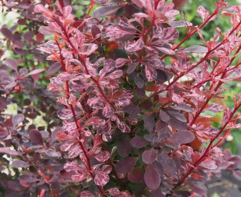 Барбарис Тунберга Роуз Глоу ( Thunbergii Rose Glow)