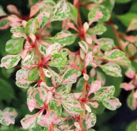Барбарис Тунберга Наташа (Berberis Natasza)