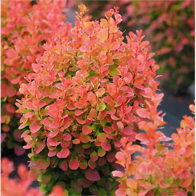 Барбарис (Berberis) тунб. Флоренс d9 h25-35-0