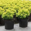 Барбарис тунберга Тини Голд - Berberis thunbergii Tiny Gold D2 H15-20