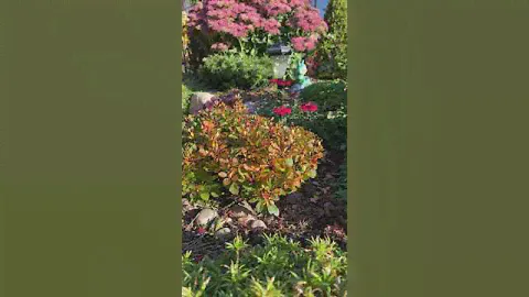 Барбарис тумберга Кобальт🍁🍁🍁осенний окрас🍁🍁🍁