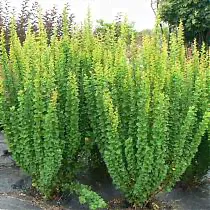Барбарис тунберга Эректа - Berberis thunbergii Erecta D9 H20-3