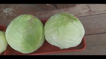 Как размножить барбарис.Опять мороз!!!🥶🥶🥶