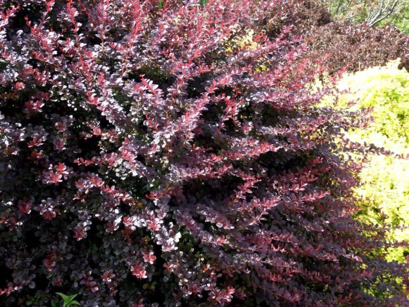 Барбарис обыкновенный пурпуролистный(Berberis vulgaris f. atropurpurea) саженцы 30-50 см, горшок 2 л.