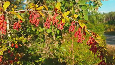 Куст Барбариса Barberries (Барбарис)