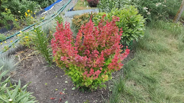 Барбарис колоновидный🌿Летняя стрижка 🌿31.07.2023