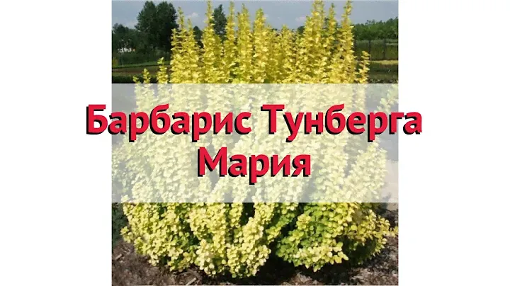 Барбарис тунберга Мария 🌿 Обзор: посадка и уход. саженцы барбариса Мария: описание и особенности