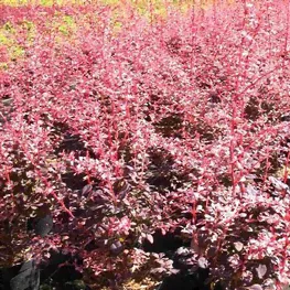 Барбарис Тунберга "Rose Glow" (Розе Глоу)