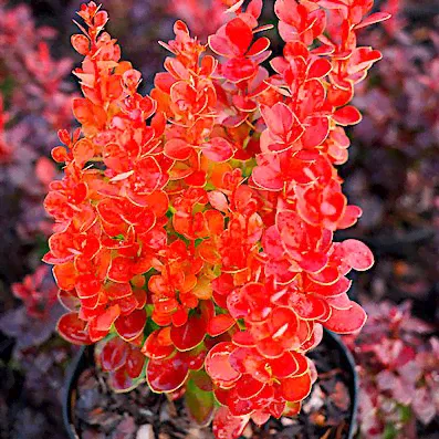 Барбарис 'Вулкано' / Berberis thunbergii 'Vulkano'-0