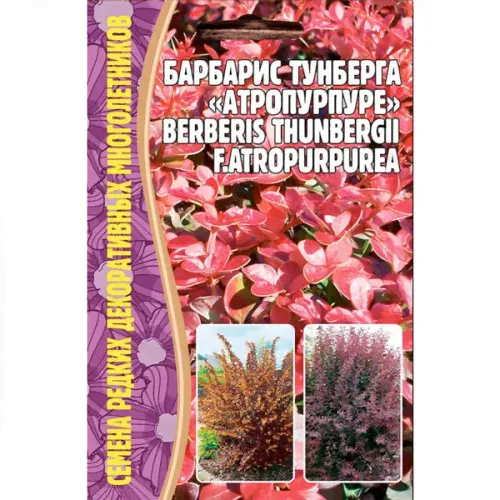Семена Цветов Барбарис Тунберга Атропурпуре, 10 сем.-0