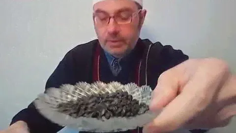 О черном барбарисе