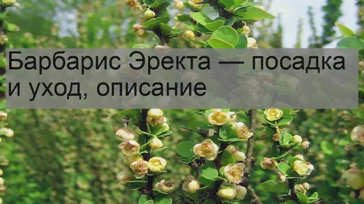 Барбарис Эректа — посадка и уход, описание