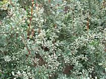 Барбарис тунберга Сильвер Бьюти - Berberis thunbergii Silver Beauty D2 H30-40-2