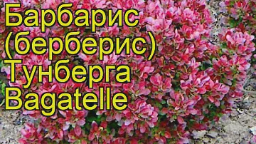 Барбарис тунберга Багатель. Краткий обзор, описание характеристик, где купить саженцы