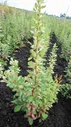 Барбарис тунберга Сильвер Бьюти - Berberis thunbergii Silver Beauty D2 H30-40