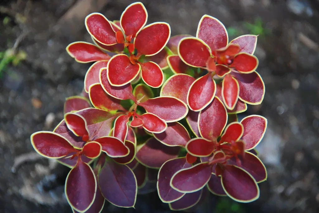 Барбарис Тунберга Адмирейшн (Berberis thunbergii Admiration) 20-30см 5л