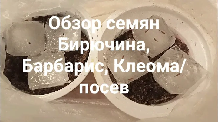 Обзор семян Бирючина, Барбарис, Клеома/посев