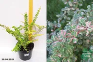 Барбарис Тунберга Келлерис (Berberis thunbergii Kelleriis) С7,5
