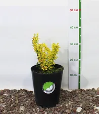 Барбарис Тунберга Йеллоу бёрд (Berberis) h 0.2-0.4м, C4