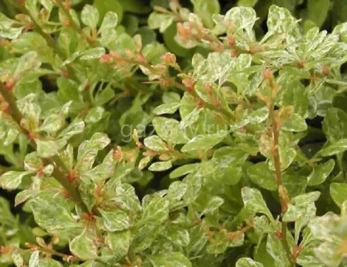 Барбарис Тунберга Berberis thunbergii "Powwow" : С2/3, h=20-30>