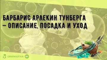 Барбарис Арлекин тунберга — описание, посадка и уход