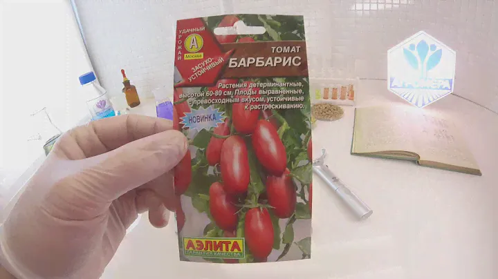 Томат Барбарис. Аэлита