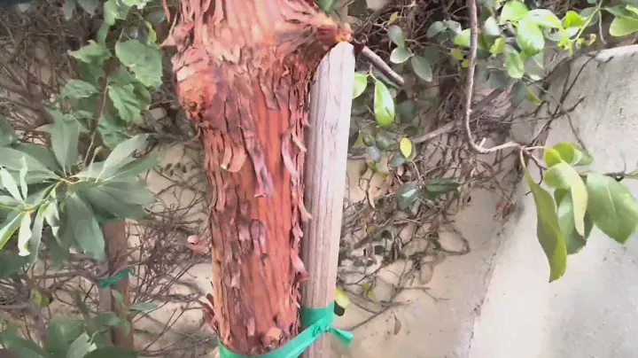 Strawberry tree care