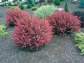 Барбарис тунберга Рози Глоу - Berberis thunbergii Rose Glow D9 H20