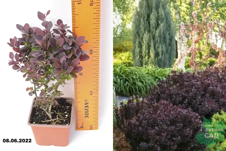 Барбарис Тунберга Конкорд (Berberis thunbergii Concorde) Р9
