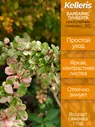 Барбарис Тунберга Келлерис, возраст саженца - 1 год, с ЗКС