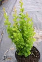 Барбарис тунберга Эректа - Berberis thunbergii Erecta D9 H20
