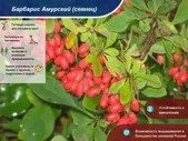 Барбарис амурский (сеянец до 20 см)