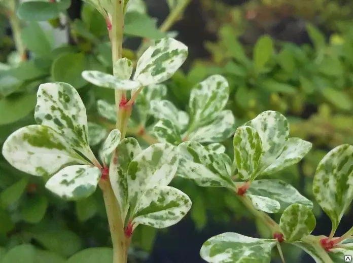 Барбарис тунберга Силвер Бьюти(Berberis thunbergii Silver Beauty)3-5л40-60
