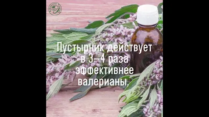 Для сердца есть рецепт простой. Возьми пустырника настой.