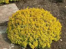 Барбарис тунберга Тини Голд - Berberis thunbergii Tiny Gold D2 H15-20